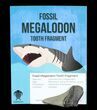 Real Fossil Megalodon Partial Tooth - 3" Size - Photo 2